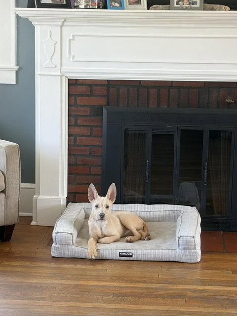 "SWISS" CHEESE - ADOPTION PENDING - Terrier available for adoption