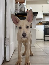 "Swiss" cheese - ADOPTION PENDING - Photo 4