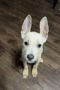 "Swiss" cheese - ADOPTION PENDING - Photo 5