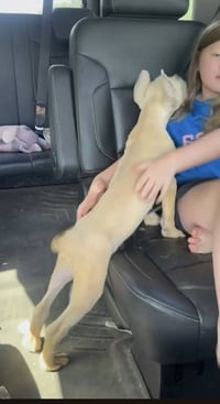 "Swiss" cheese - ADOPTION PENDING - Photo 8