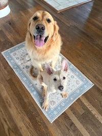"Swiss" cheese - ADOPTION PENDING - Photo 7