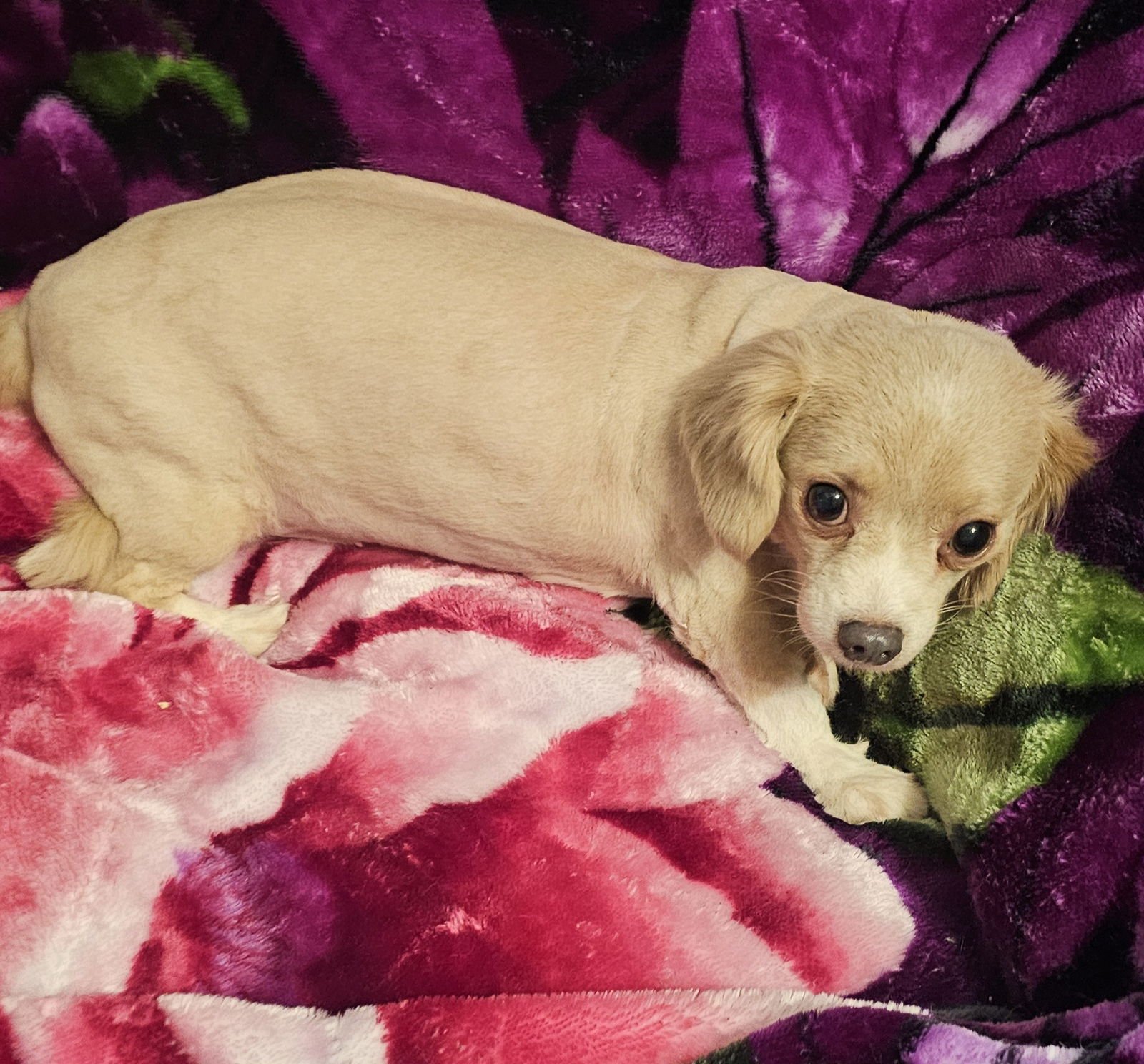 WINNIE- NEEDS A LOVING/PATIENT HOME - Chihuahua / Dachshund available for adoption