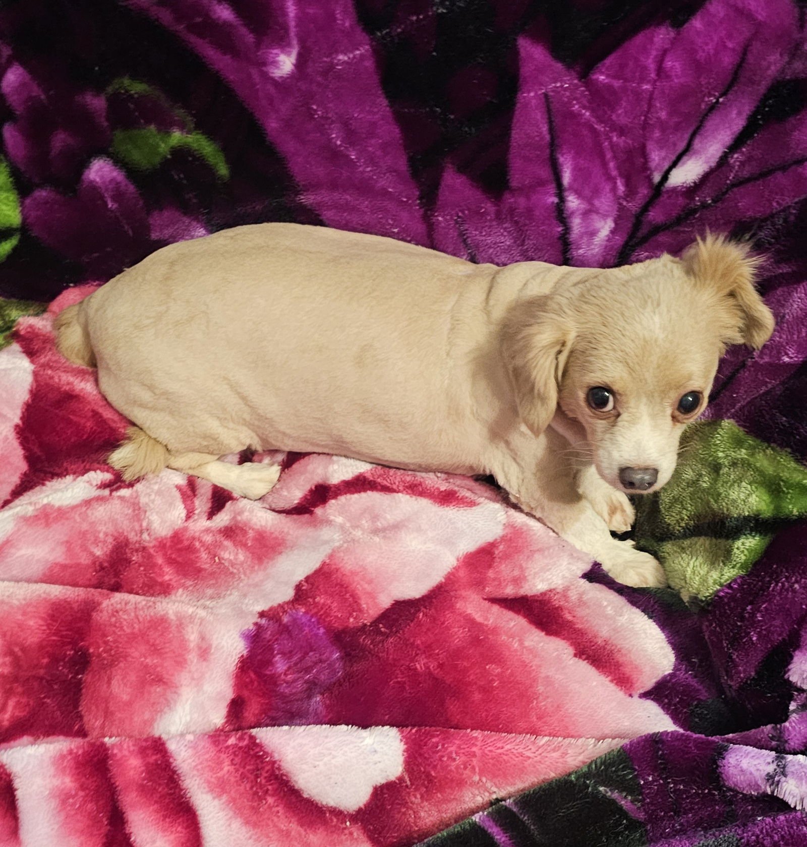 WINNIE- NEEDS A LOVING/PATIENT HOME - Chihuahua / Dachshund available for adoption