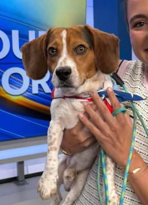SPROCKET- BEAUTIFUL BEAGLE - Beagle available for adoption