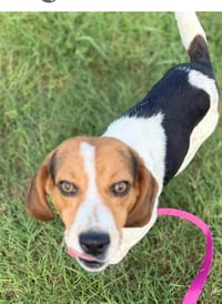 Sprocket- beautiful beagle - Photo 2