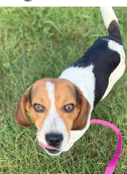 SPROCKET- BEAUTIFUL BEAGLE - Beagle available for adoption