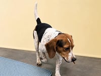 Sprocket- beautiful beagle - Photo 3