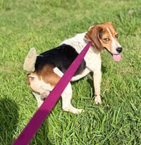 Sprocket- beautiful beagle - Photo 4