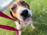 Sprocket- beautiful beagle - Photo 5