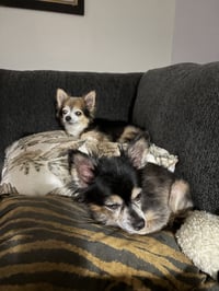 Scruffy & Zeus - Adoption Pending! - Photo 9