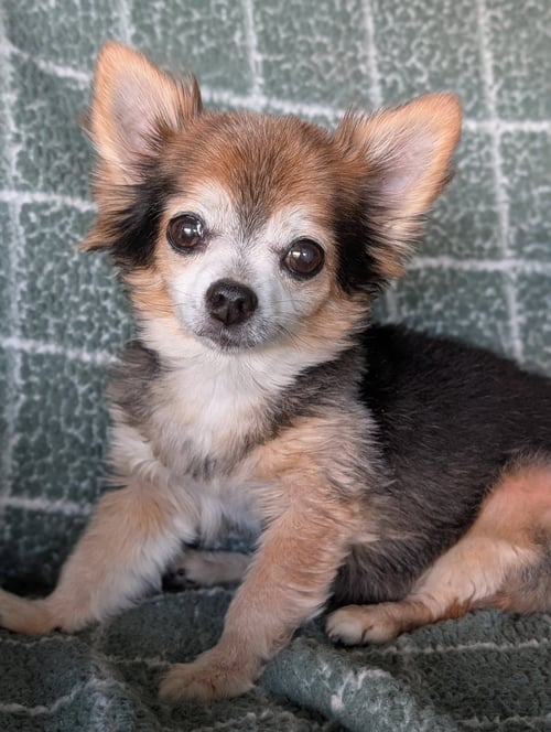 SCRUFFY & ZEUS- BONDED PAIR - Chihuahua available for adoption