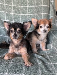 Scruffy & Zeus- bonded pair - Photo 4