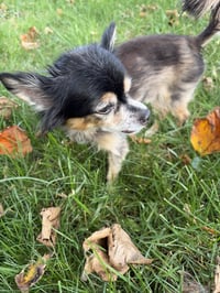Scruffy & Zeus - Adoption Pending! - Photo 8