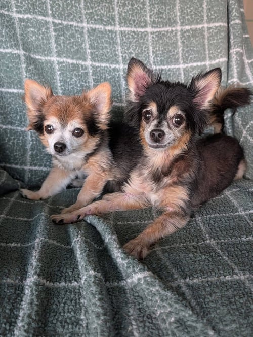 SCRUFFY & ZEUS- BONDED PAIR - Chihuahua available for adoption
