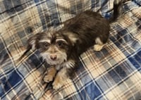 Momo- Adoption pending - Photo 1