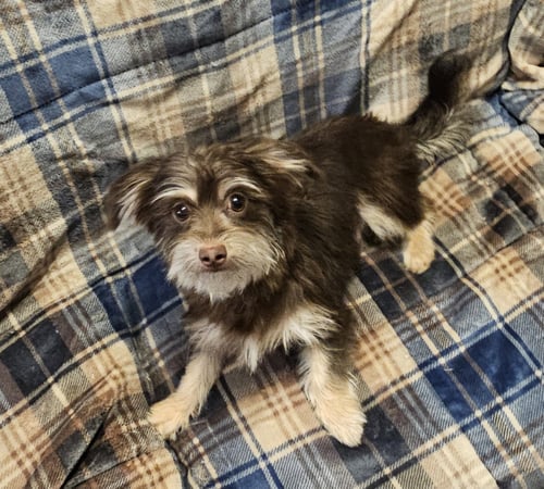 MOMO- ADOPTION PENDING - Shih Tzu / Chihuahua available for adoption