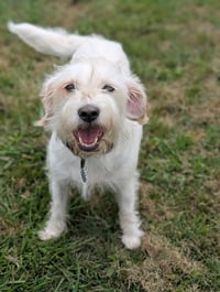 Nugget Adoption Pending! - Photo 1