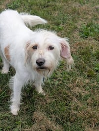 Nugget Adoption Pending! - Photo 2