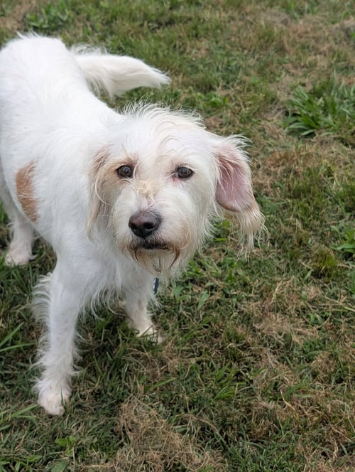 NUGGET ADOPTION PENDING! - Petit Basset Griffon Vendeen available for adoption