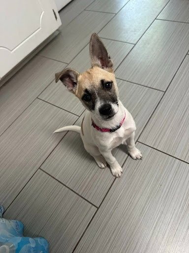 MOCHI - ADOPTION PENDING!