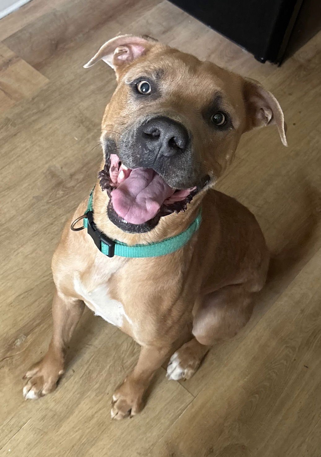 TOAST - Hound available for adoption