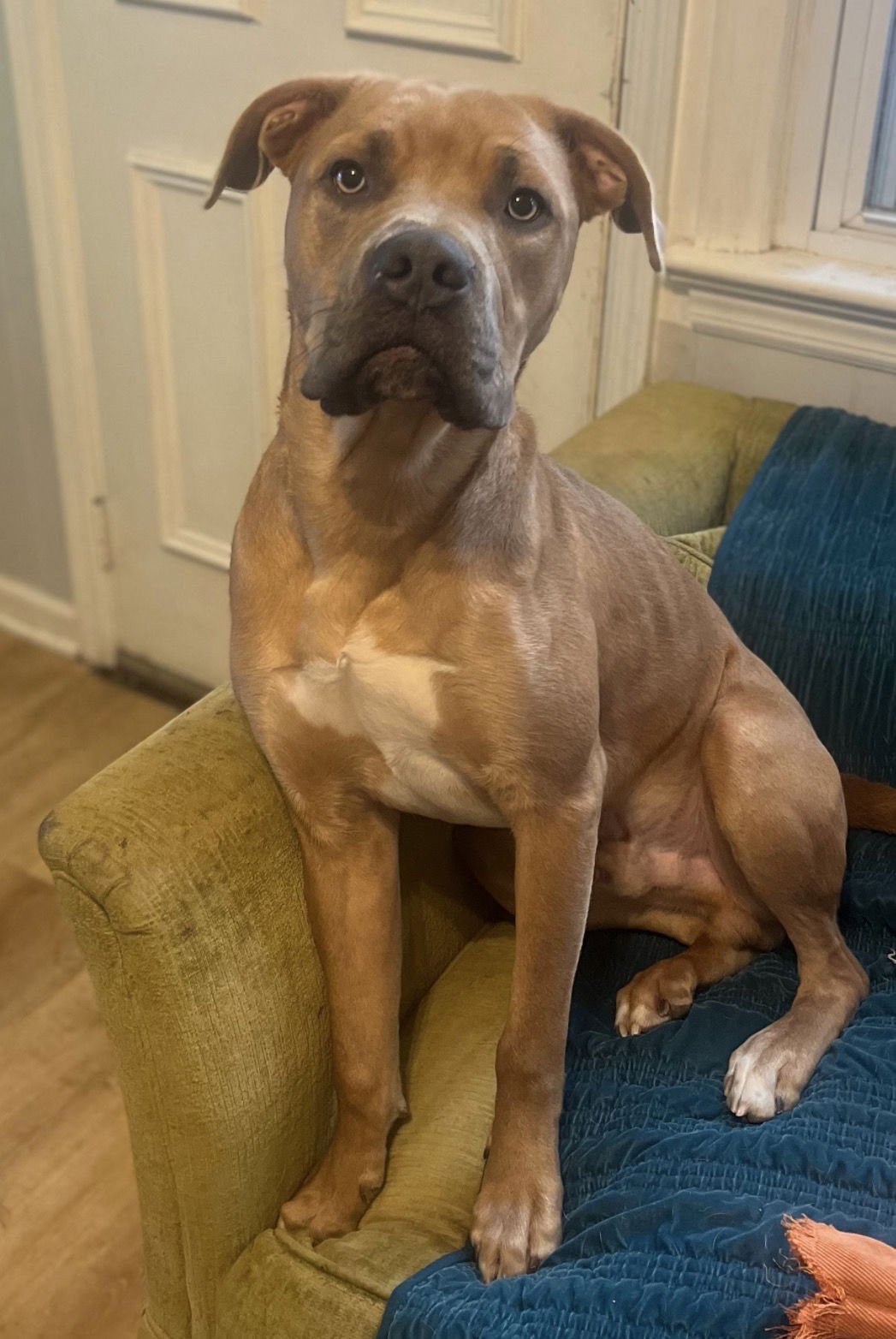 TOAST - Hound available for adoption