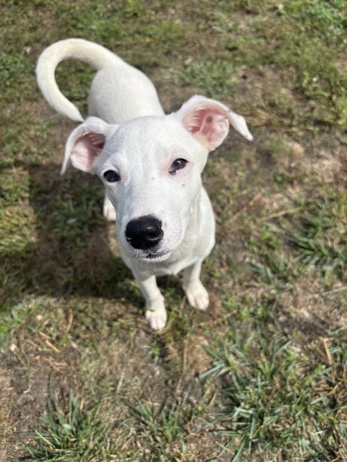 LYRA - SPECIAL GIRL - Labrador Retriever available for adoption