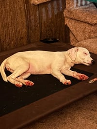 Lyra - special girl - Photo 7