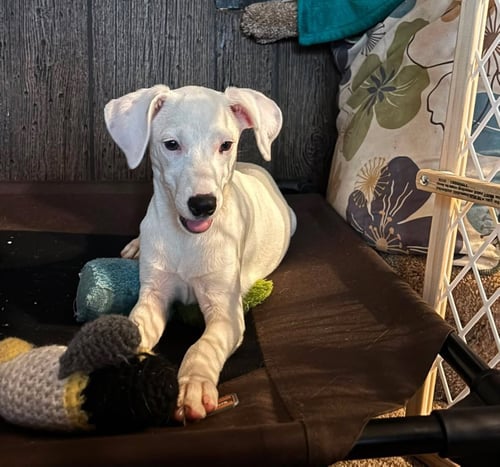 LYRA - SPECIAL GIRL - Labrador Retriever available for adoption