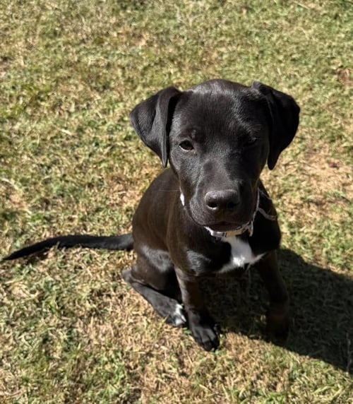 CLEO- SNUGGLY BABY - Labrador Retriever available for adoption