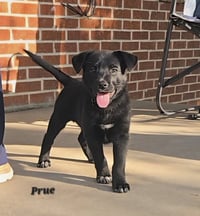 Prue- Adoption pending! - Photo 1