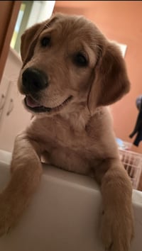 Honey - No More Applications, Please! - Photo 1