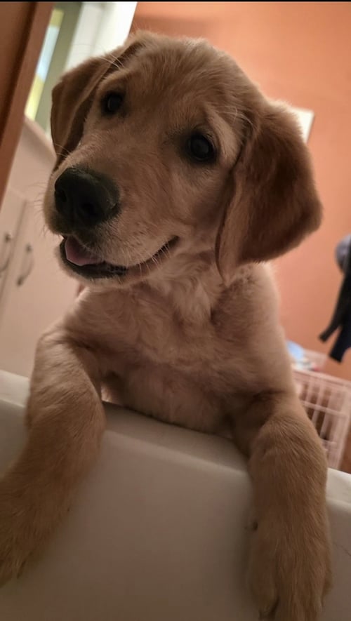 HONEY - NO MORE APPLICATIONS, PLEASE! - Golden Retriever / Labrador Retriever available for adoption