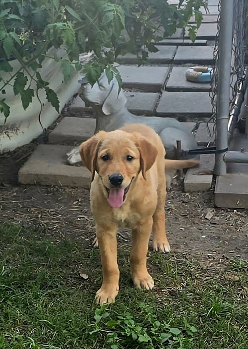 HONEY - NO MORE APPLICATIONS, PLEASE! - Golden Retriever / Labrador Retriever available for adoption