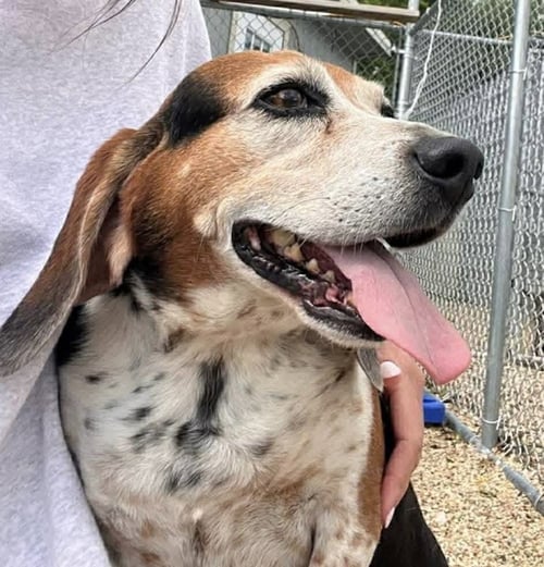 ELVIS-THE KING OF CHARM - Beagle / Basset Hound available for adoption