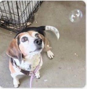 ELVIS-THE KING OF CHARM - Beagle / Basset Hound available for adoption