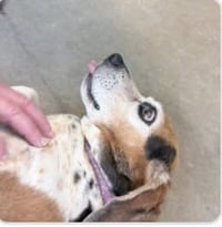 Elvis-the king of charm - Photo 3