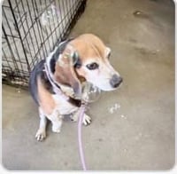 Elvis-the king of charm - Photo 4