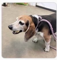 Elvis-the king of charm - Photo 5