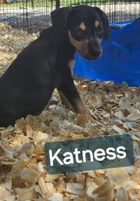 Katness- one of 3 playful sisters - Photo 3