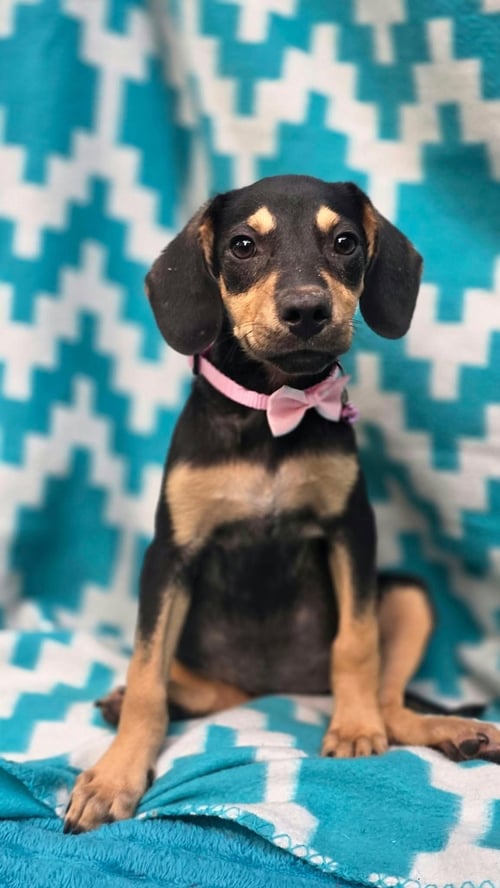 KATNESS- ONE OF 3 PLAYFUL SISTERS - Rat Terrier available for adoption