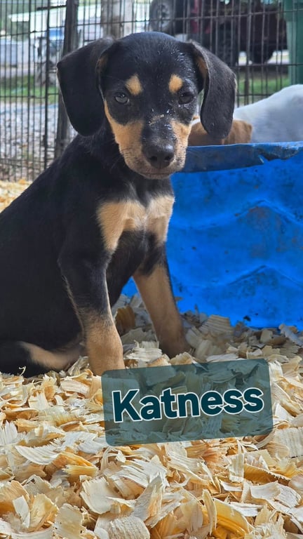 Katness- one of 3 playful sisters Image