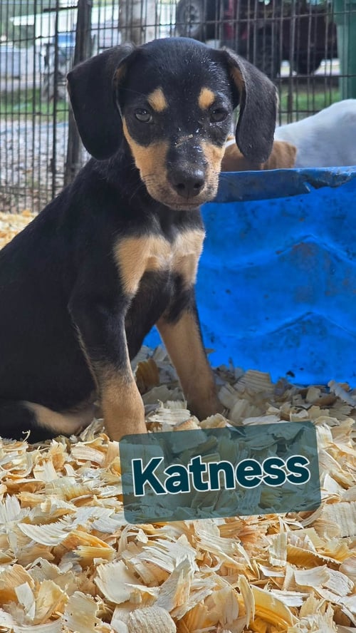 KATNESS- ONE OF 3 PLAYFUL SISTERS - Rat Terrier available for adoption