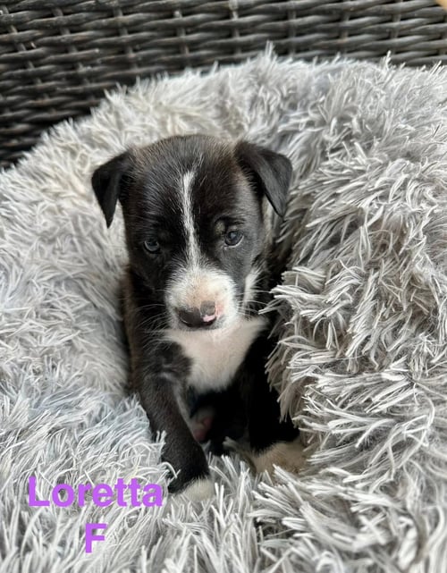 LORETTA - Terrier available for adoption
