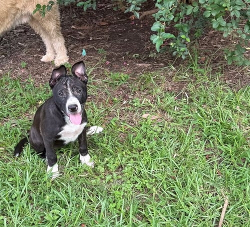 LORETTA - Terrier available for adoption