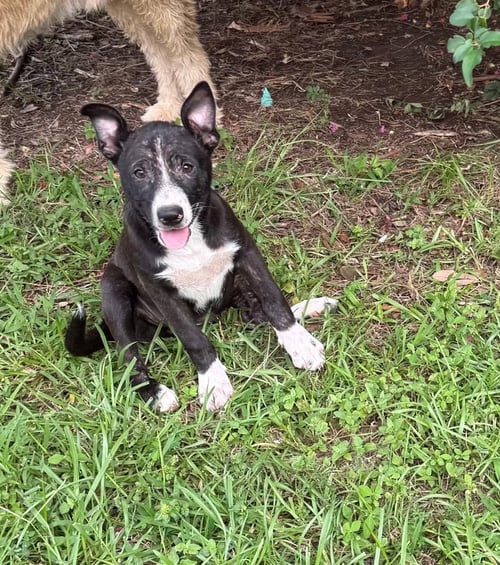 LORETTA - Terrier available for adoption