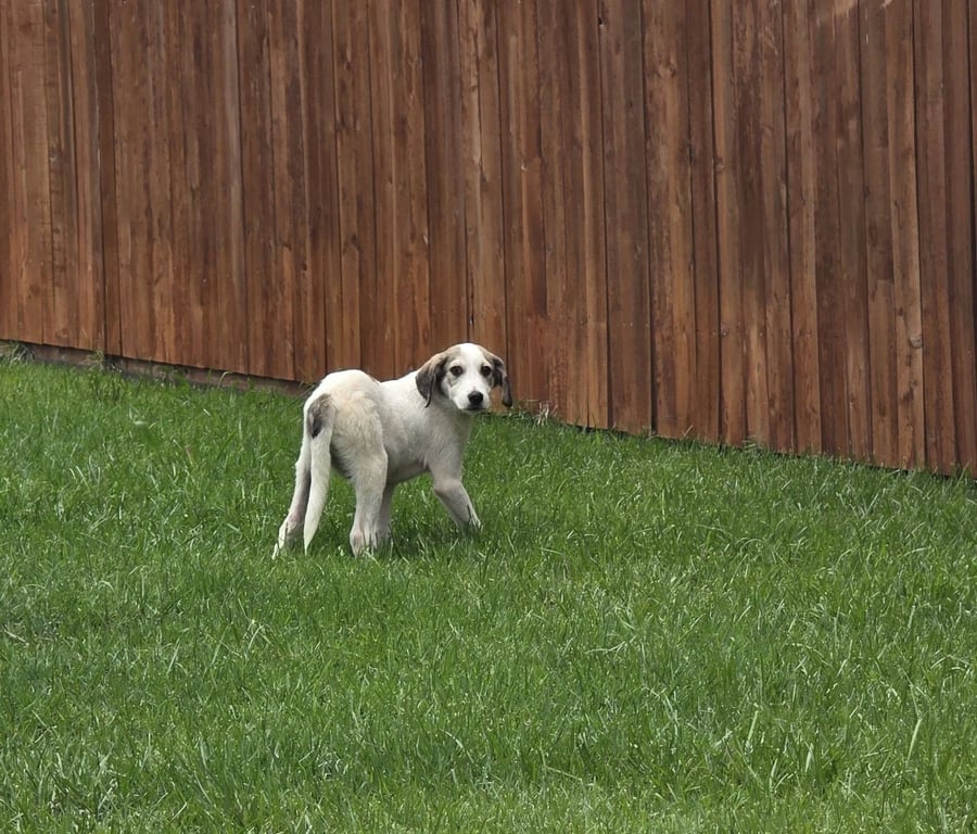 Karma - Little Explorer Image