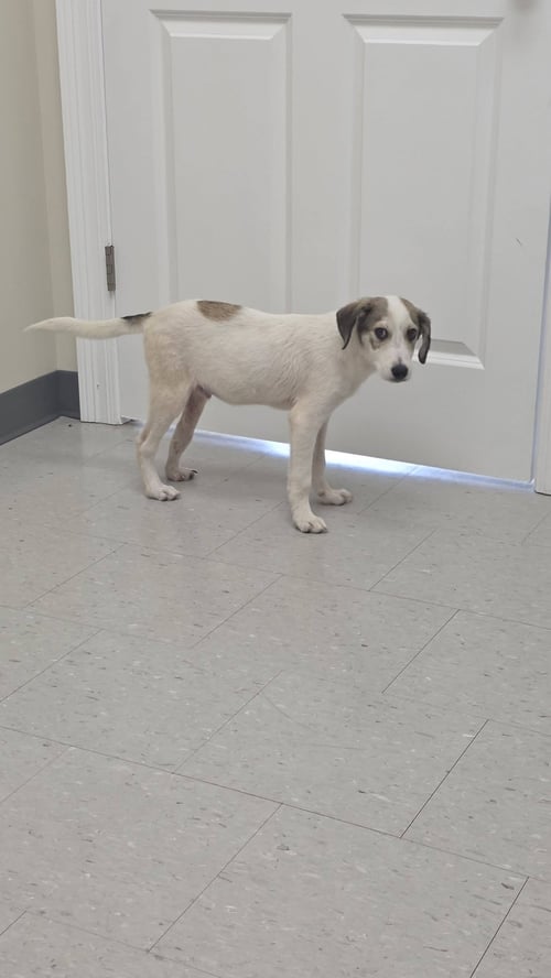 KARMA - LITTLE EXPLORER - Beagle / Labrador Retriever available for adoption