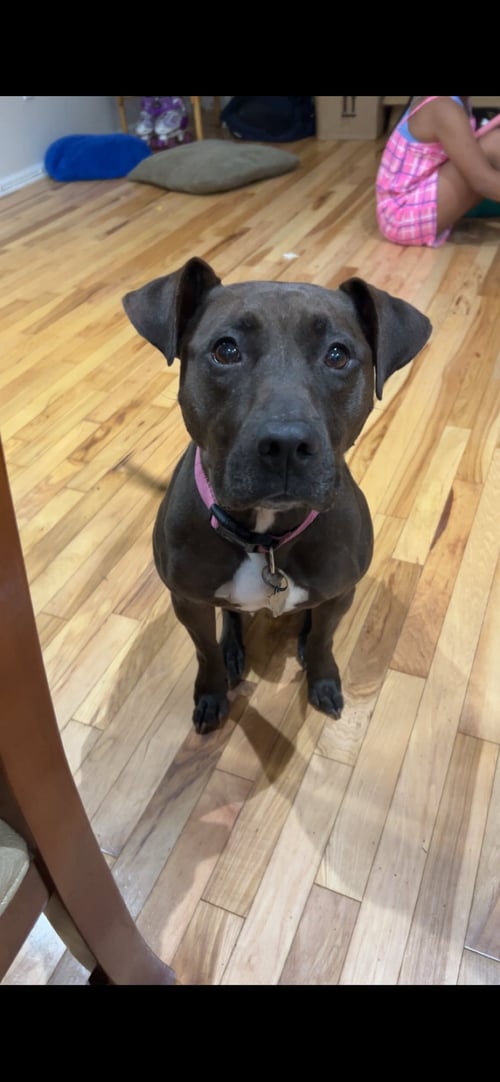 HONEY - American Pit Bull Terrier available for adoption