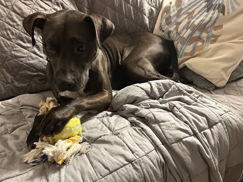 HONEY - American Pit Bull Terrier available for adoption